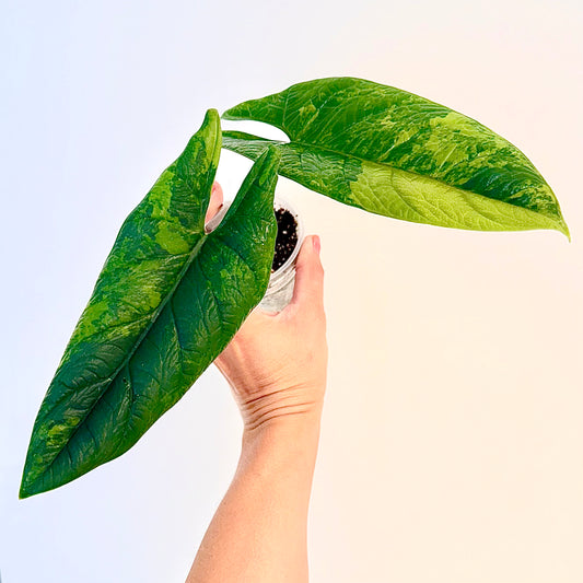 Alocasia Scalprum Aurea ( big plant)