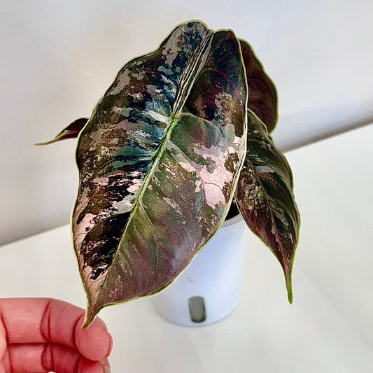 Alocasia Azlanii Pink Variegated