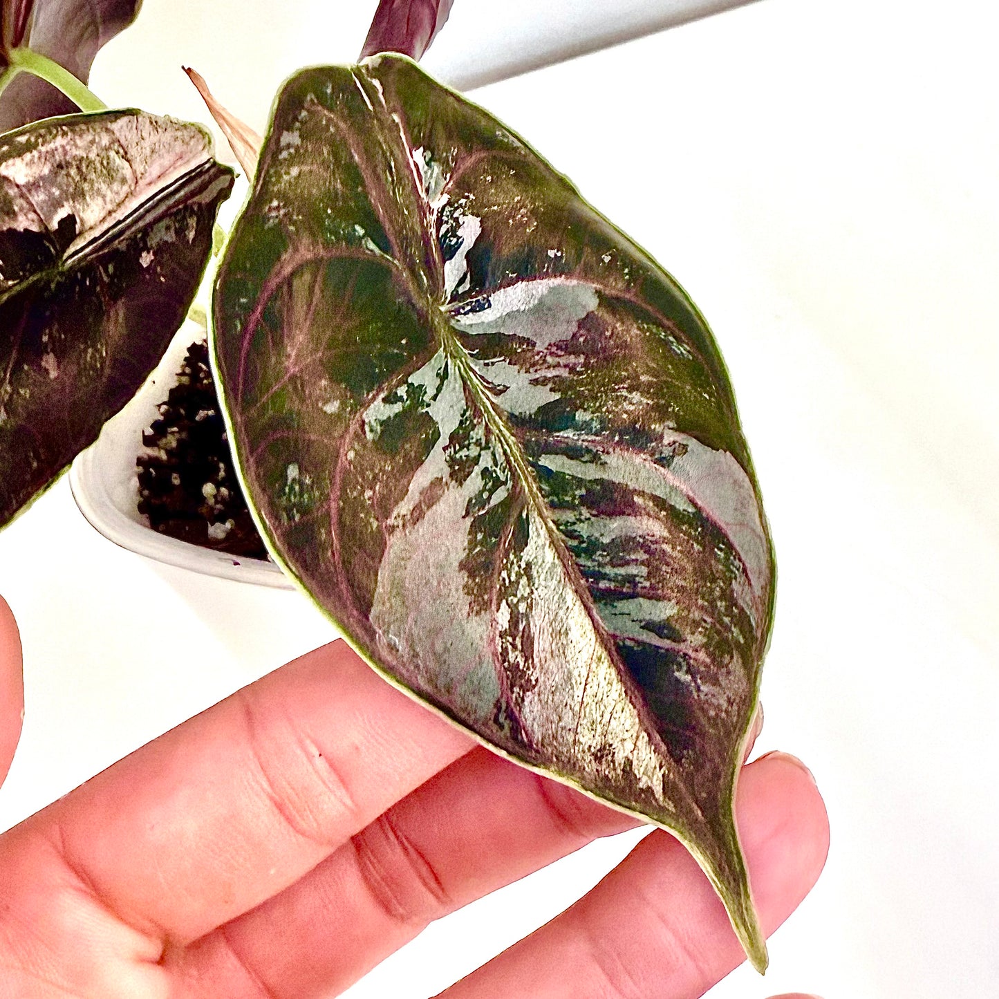 Alocasia Azlanii Pink Variegated