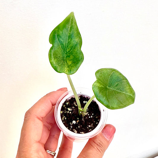 Alocasia Melo Aurea Variegated (grow from corm)