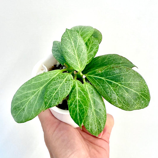 Hoya Obscura Silver