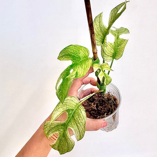 Rhaphidophora Tetrasperma White Monster