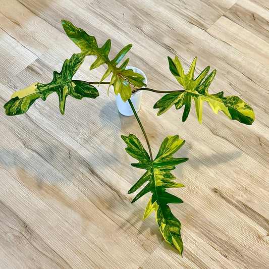 Philodendron Florida Beauty x Mayoi (big plant, 4+1 leaves)