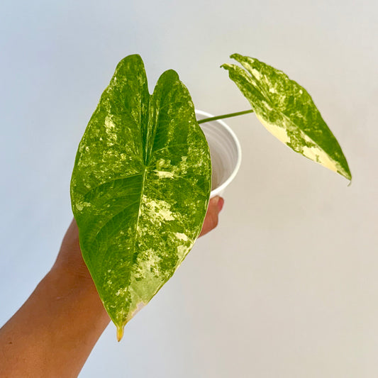 Alocasia Fornicata Aurea