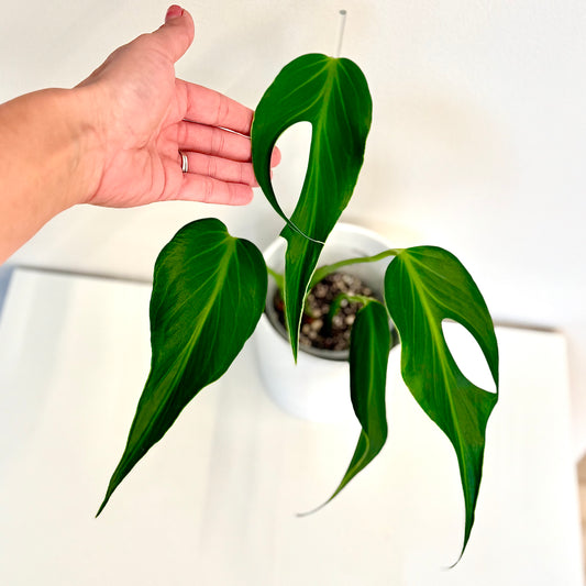 Monstera Burle Marx Flame ( Big plant, not TC)