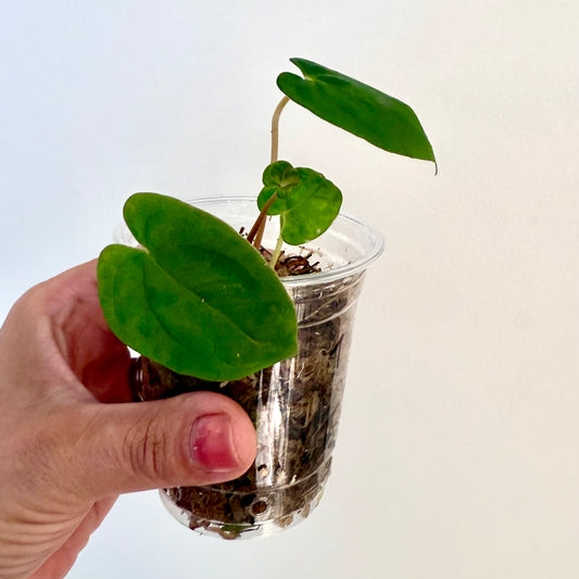 Anthurium Papillilaminum Guna Yala