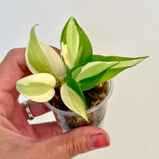 Philodendron Gabby