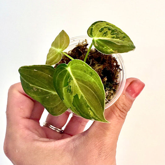 Philodendron Melanochrysum Variegated
