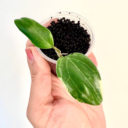 Hoya Little Plu