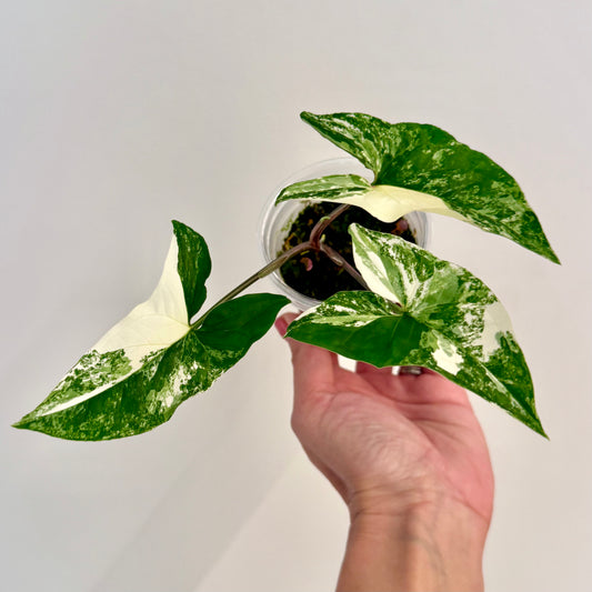 Syngonium Albo