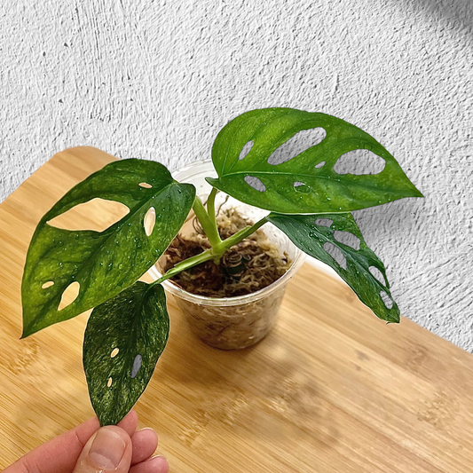 Monstera Adansonii European Mint