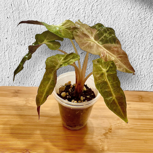 Alocasia Amazonica Splash Tricolor (yellow/pink/green)