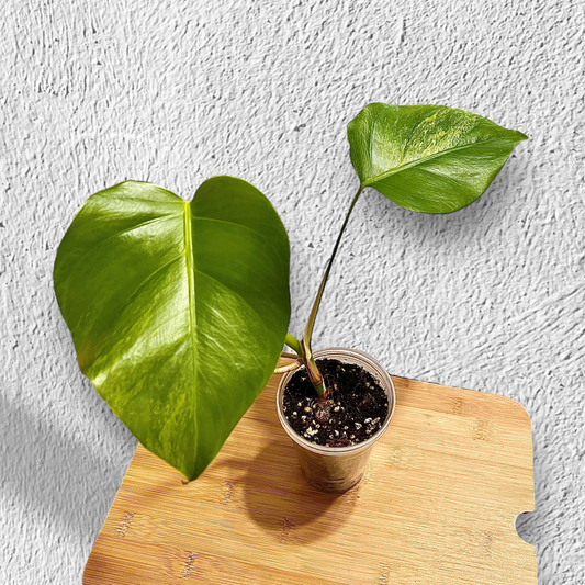 Monstera Aurea Variegated