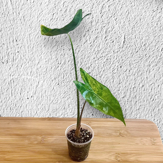 Alocasia Longiloba Variegated