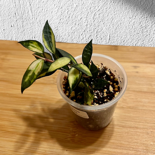 Hoya Lacunosa Variegated #1