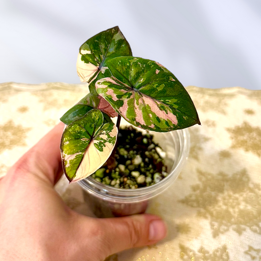 Alocasia Sherendipity variegated