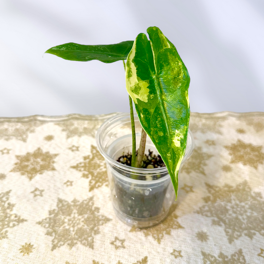 Alocasia Longiloba Albo