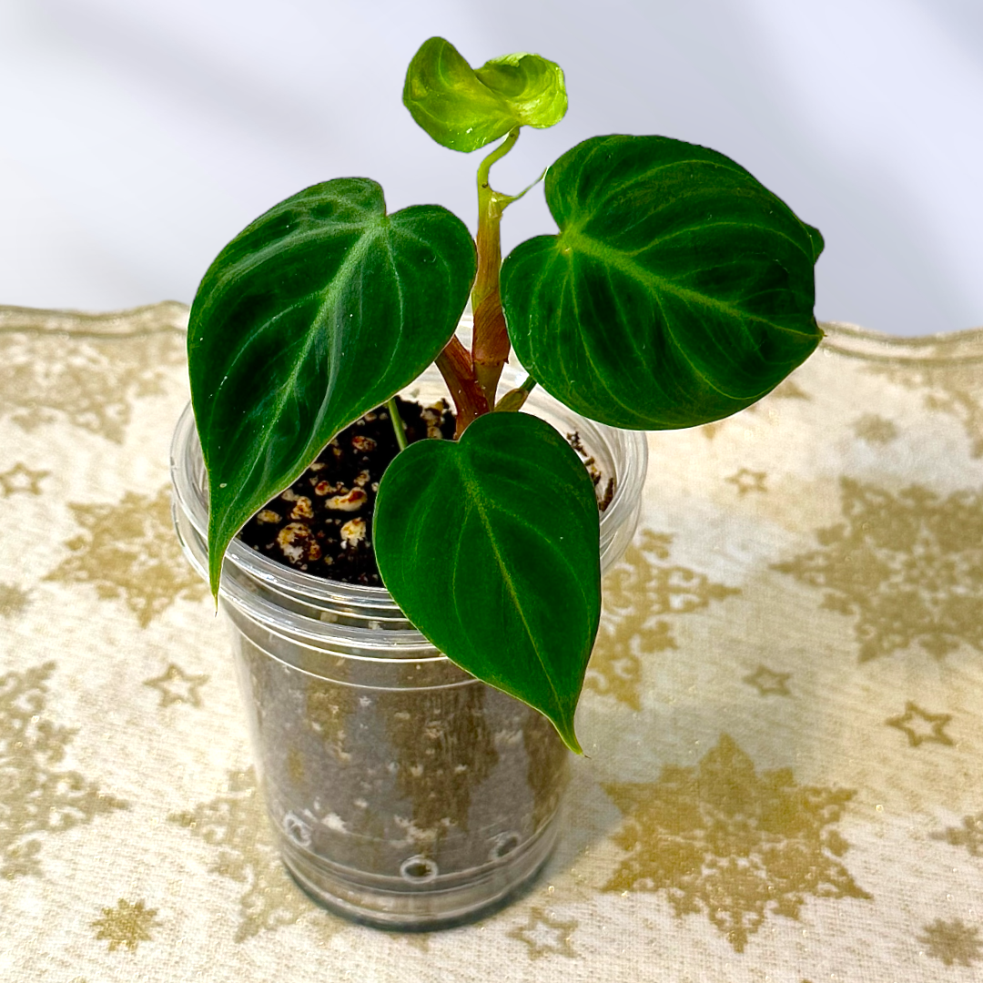 Philodendron El Choco Red