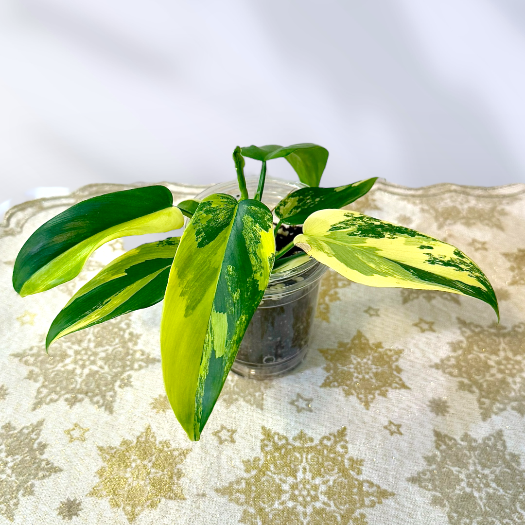 Philodendron Silver Sword variegated