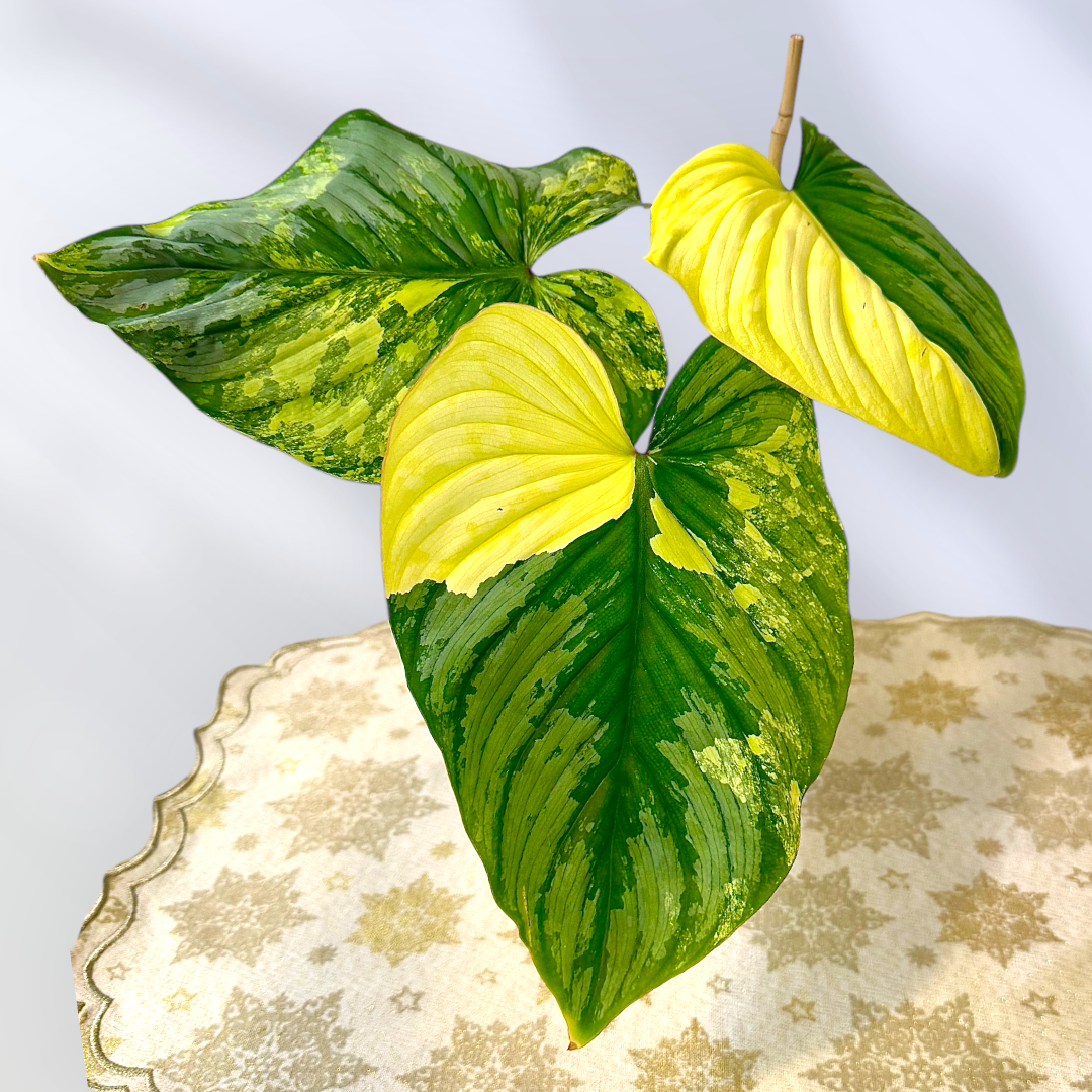 Philodendron Mamei Silver Variegated