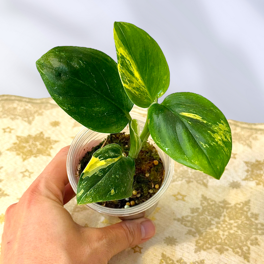 Monstera Standleyana Aurea