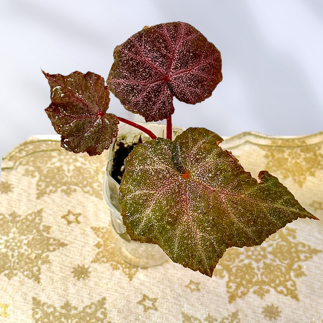 Begonia Robin