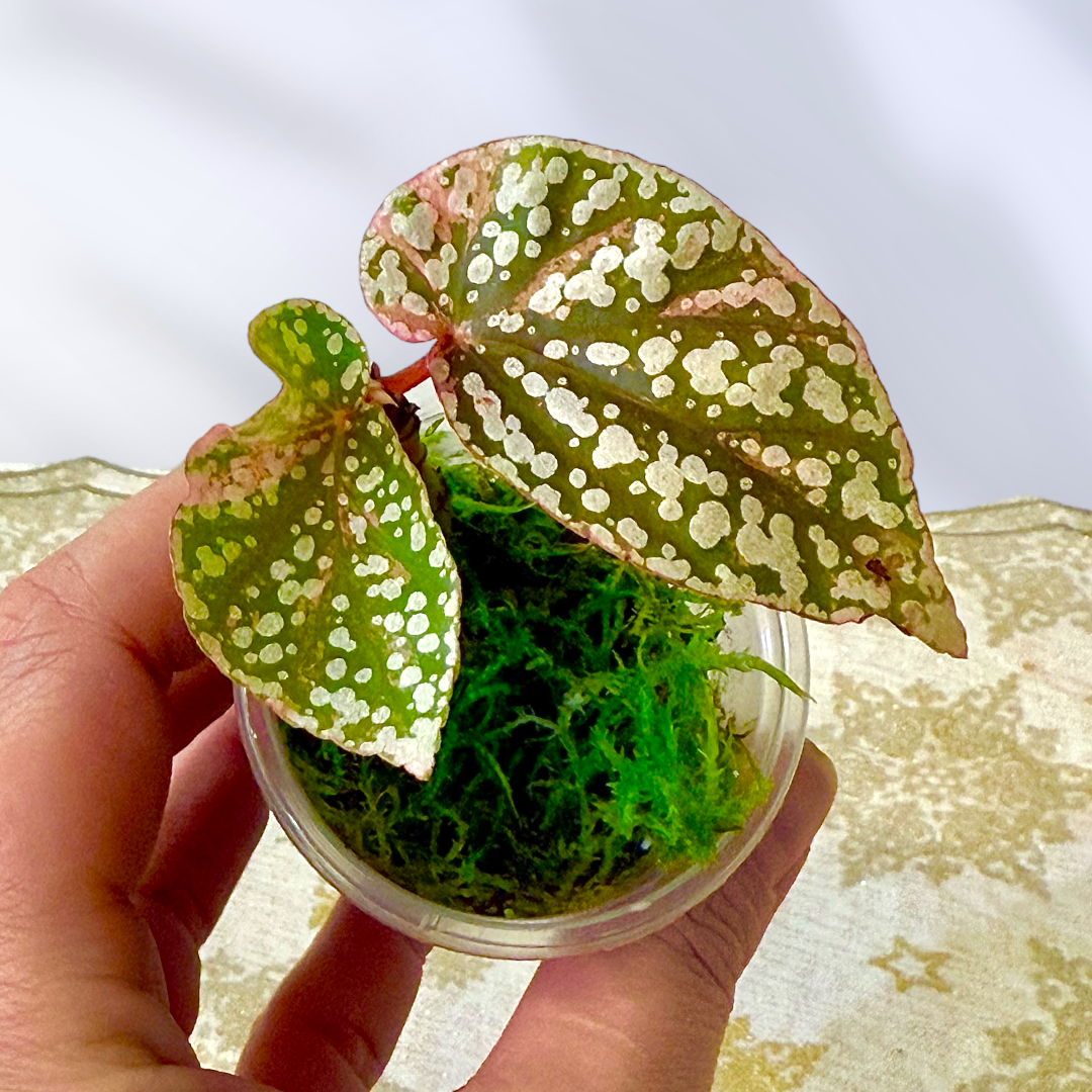 Begonia Snow Capped Variegated