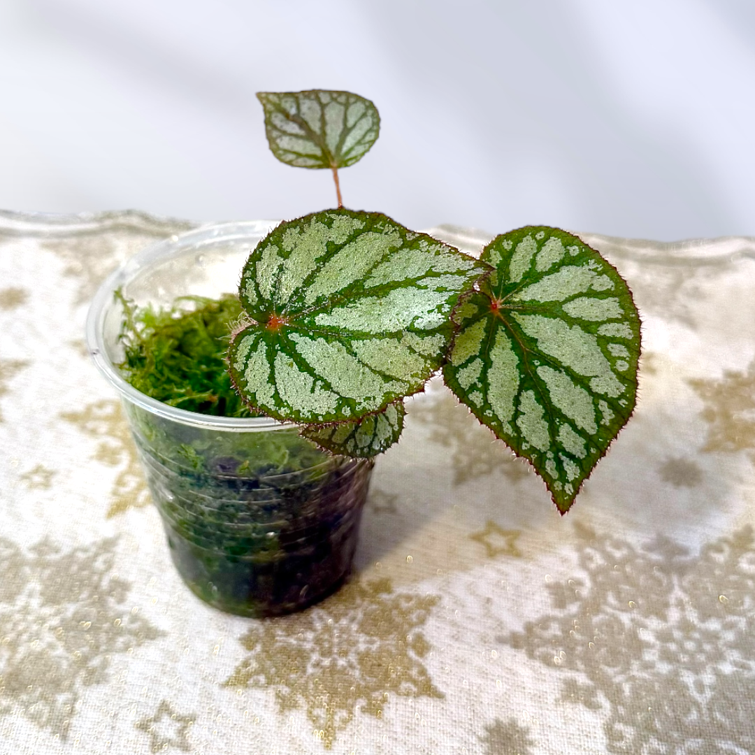 Begonia Silver Dollar