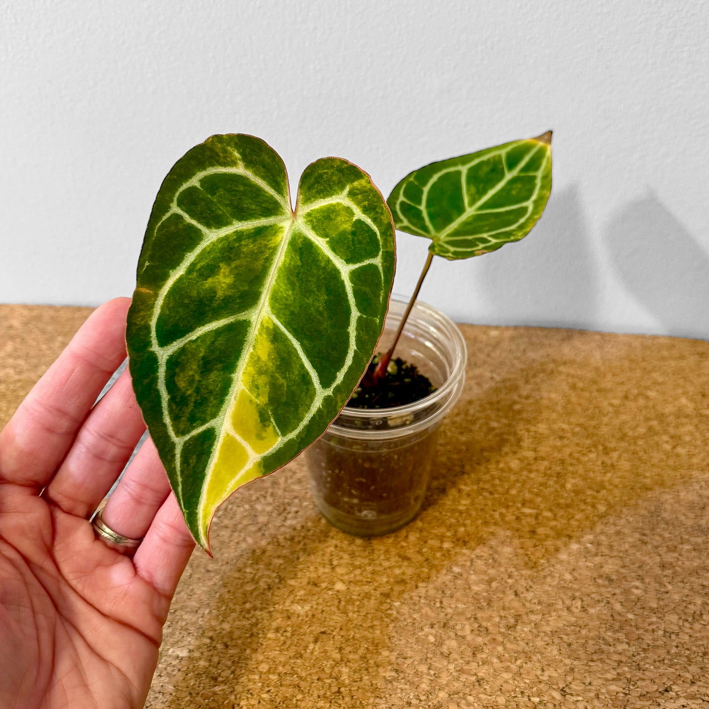 Anthurium Crystallinum Variegated