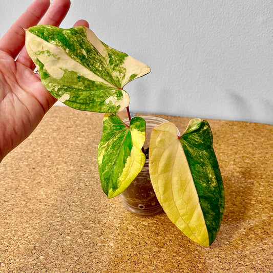 Anthurium Papillilaminum x Red Dark Phoenix variegated