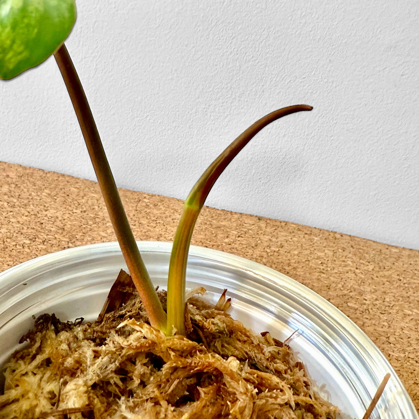 Philodendron Florida Beauty x Mayoi (grow from node, new leaf on the way)