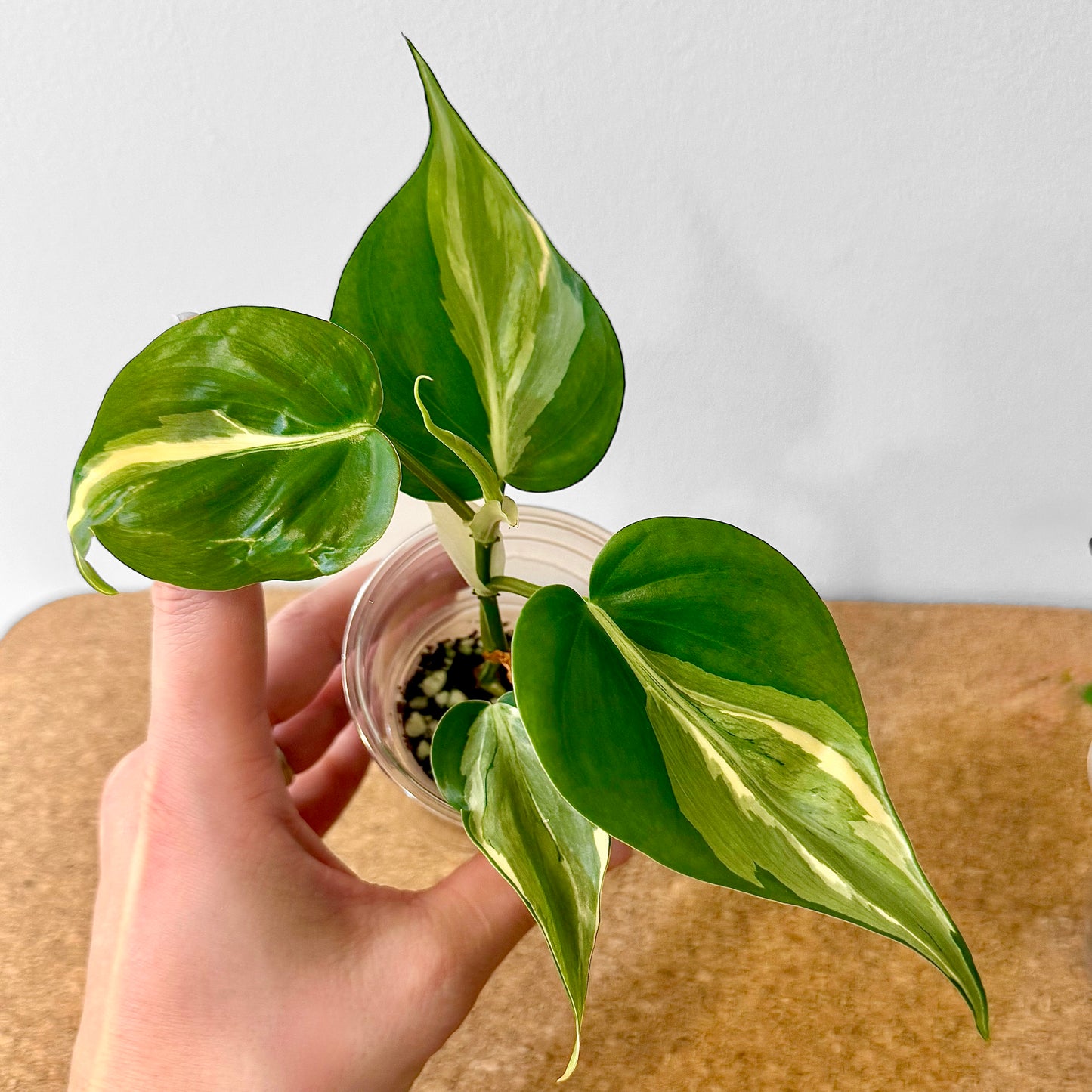 Philodendron “Rio” #1