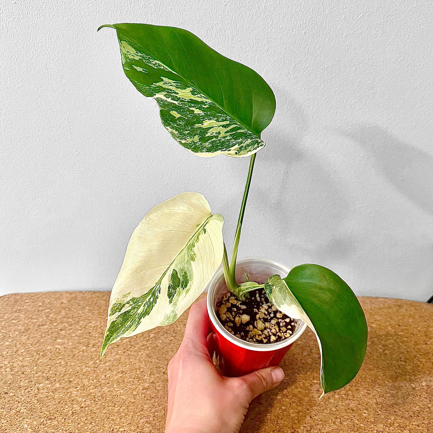 Monstera Albo