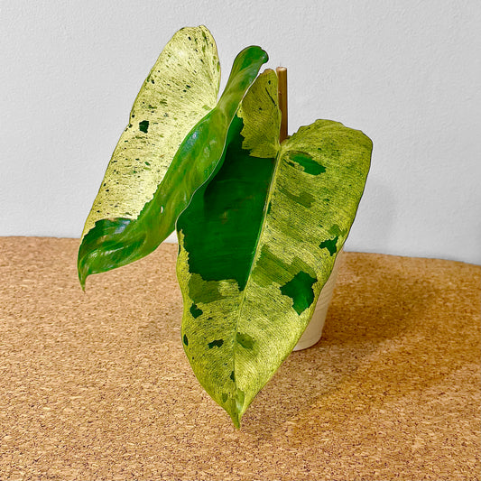 Philodendron Burle Marx Mint