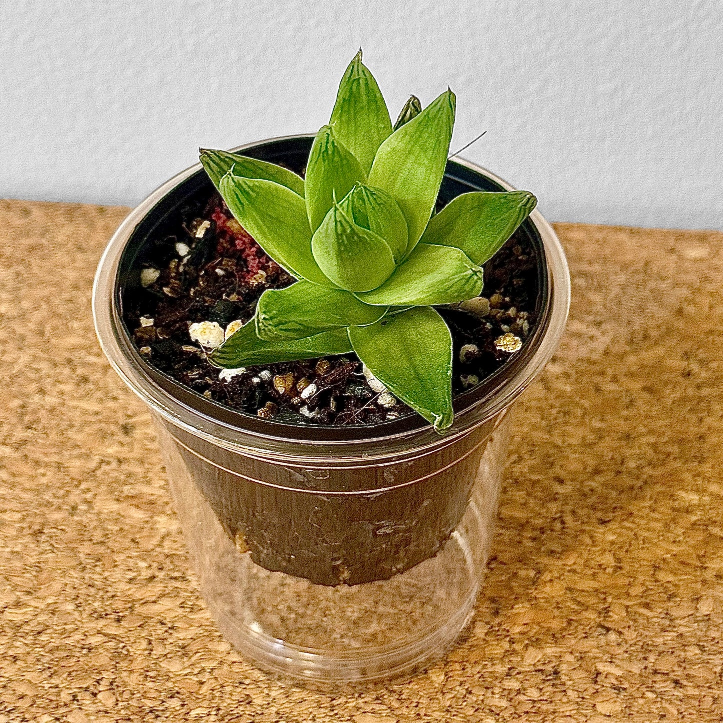 Haworthia Cymbiformis