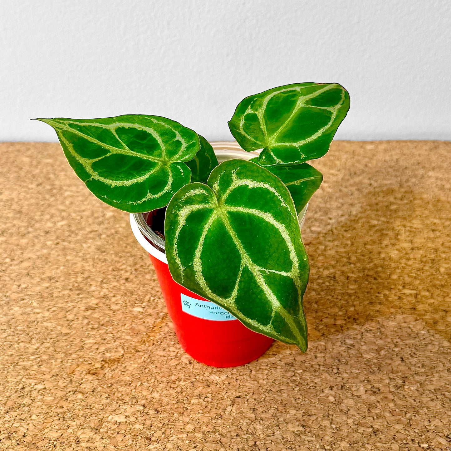 Anthurium Dorayaki x Dark Forgetii #2