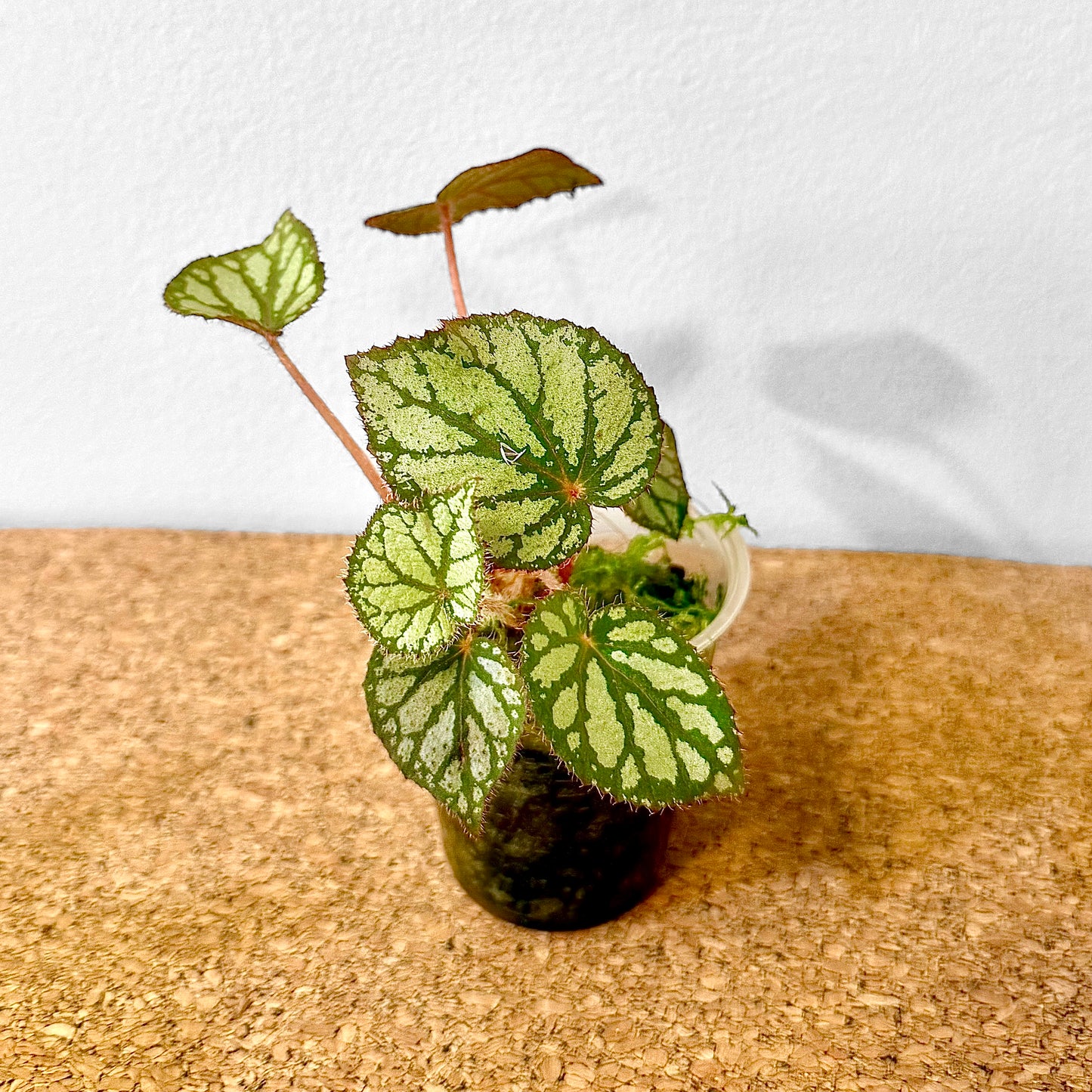 Begonia Silver Dollar