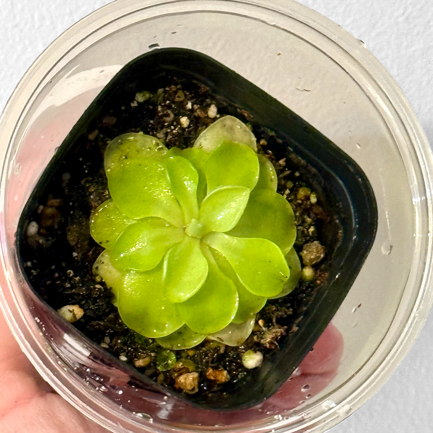 Pinguicula Emarginata x Weser