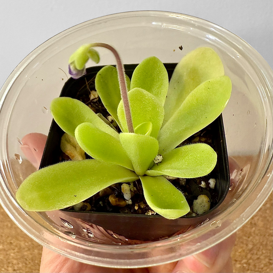 Pinguicula Alfred Lau 13