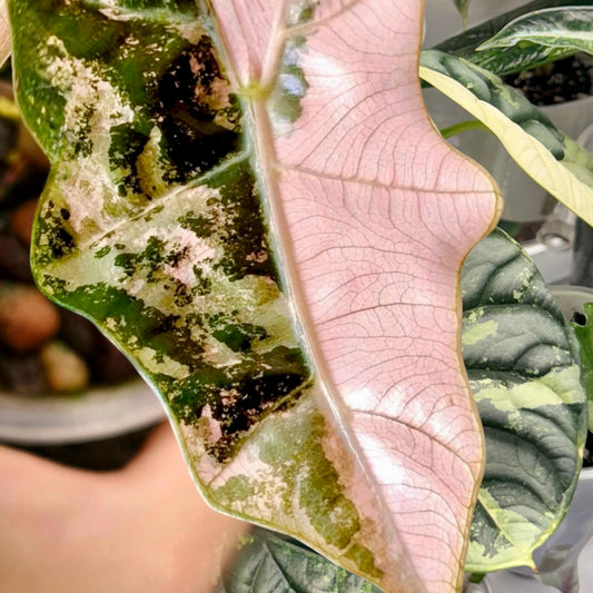 Alocasia Pseudo Sanderiana Pink corm (1 corm)