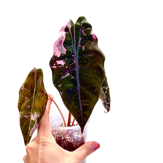 Alocasia Chantrieri Pink Variegated